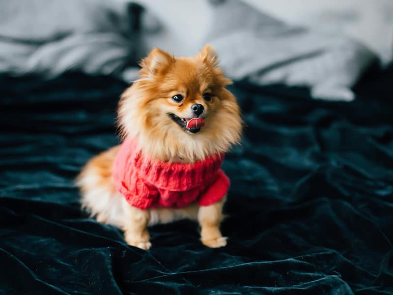 pomeranac