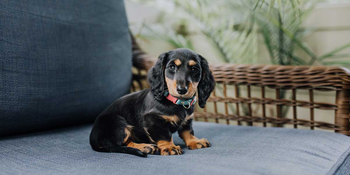 Lovački psi: Vodič kroz Top 10 najboljih rasa za lov i pratnju