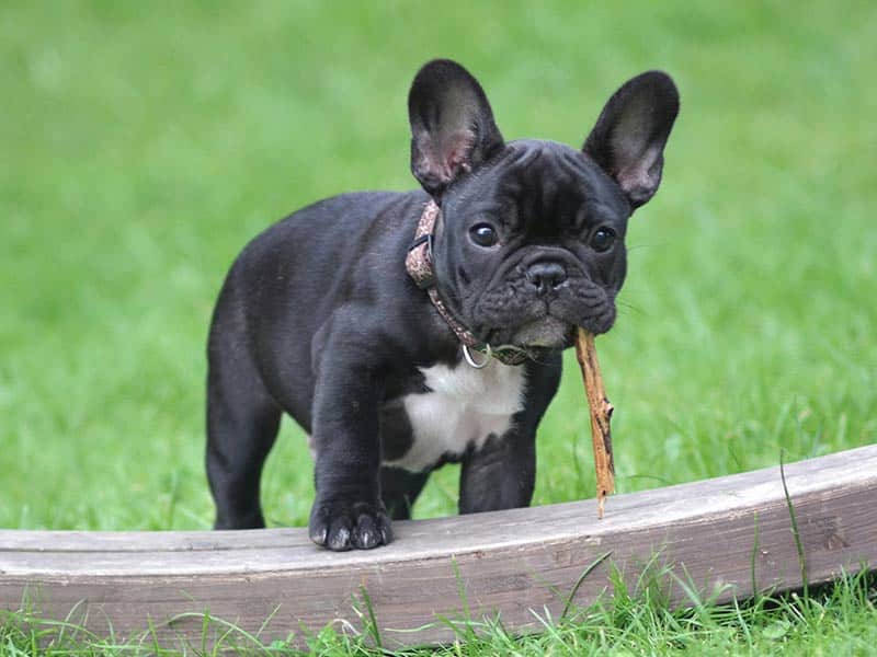 francuski buldog