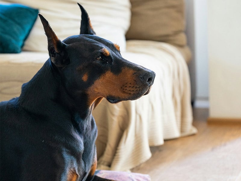 Doberman